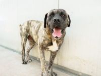 Prachtkerl Buddie sucht seinen Menschen