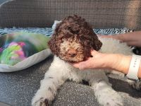 Lagotto Romagnolo