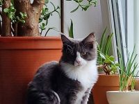 Nur noch 2 von 6 reinrassigen Maine Coon Kitten auszugsbereit