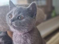 BKH-Kitten  reserviert