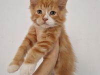 Wunderschöne Maine Coon / Ragdoll Kitten .