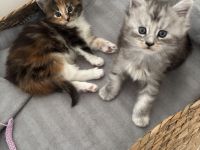 Reinrassige Maine Coon Kitten