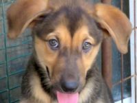 Vica, Vanny, Vania und Vaska, weibliche Schäferhund-Mischlinge