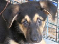 Vica, Vanny, Vania und Vaska, weibliche Schäferhund-Mischlinge