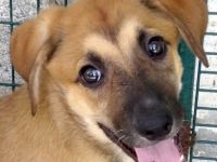 Vica, Vanny, Vania und Vaska, weibliche Schäferhund-Mischlinge