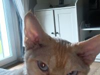 Deckkater Devon Rex