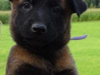 X-Herder Welpen abzugeben 🐾