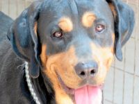 Tyrone, männlicher Rottweiler-Mix