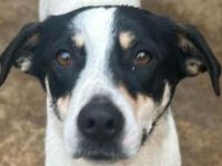 Anika, menschenbezogene, freundliche kleine Hundeseele sucht ein freies Körbchen, 3 Jahre, 45 cm