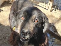 Svenja, freundliche Hündin, die gerne vor dem Winter ein Zuhause hätte, 2,5 Jahre, 54 cm