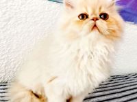 persische Kätzchen zu verkaufen Junge