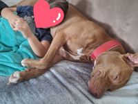 Liebevolle Hündin sucht neues Zuhause