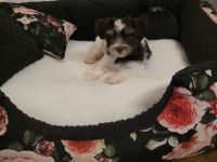 Biro yorkshire terrier welpen