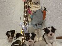 Biro yorkshire terrier welpen