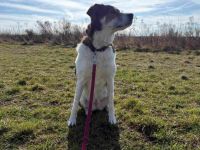 Hazel sucht eine neue Familie