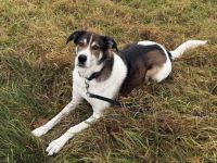 Hazel sucht eine neue Familie