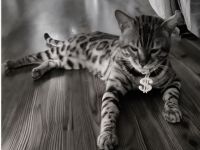 Deckkater XXL Bengal mit Stammbaum – liebevoll, kräftig, erfahren