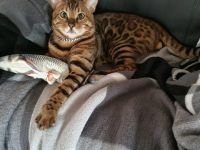 Deckkater XXL Bengal mit Stammbaum – liebevoll, kräftig, erfahren