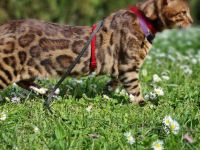 Deckkater XXL Bengal mit Stammbaum – liebevoll, kräftig, erfahren