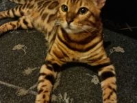 Deckkater XXL Bengal mit Stammbaum – liebevoll, kräftig, erfahren