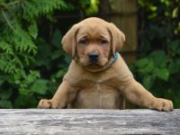 Labradorwelpen in Foxred suchen Zuhause auf Lebenszeit