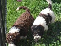 Spanischer Wasserhund - Welpe mit FCI Papieren.