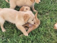 Golden Retriever Welpen