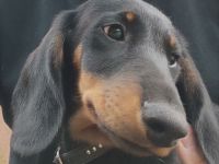 Dackel Welpen Reinrassig