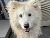 Samojedenhündin Lusy