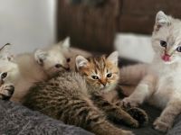 ♡♡♡Ein süßes weibliches BKH Kätzchen sucht noch liebevolles Zuhause♡♡♡