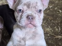 Französische Bulldoggen Welpen blue, schoko, isabella, merle, trindle, freiatmend, Pap, abgabebereit
