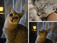 Wunderschöne Britisch Kurzhaar