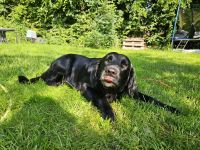 Wurfankündigung FlatCoatedRetriever x Golden Retriever