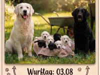 FlatCoatedRetriever x Golden Retriever