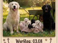 FlatCoatedRetriever x Golden Retriever