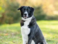 Alexa: eine Traumhündin sucht ihre Familie