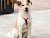 Milascha: bezauberndes, agiles Hundemädel mit einzigartigen Ohren sucht nach ihrem Für-immer-Zuhause