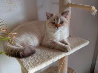 Britisch Kurzhaar Kätzchen, Junge.