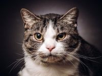 Bibo, ein zartes Herz auf dicken Pfoten