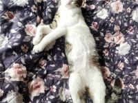 Europäisch Kurzhaar/Kater sucht ein neues Zuhause