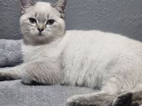 2 Bkh kitten suchen ein schönes Zuhause