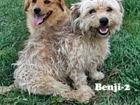 Benji-2, freundich und sozial