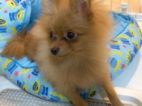 Weiblicher Pomeranian Spitz-Welpe