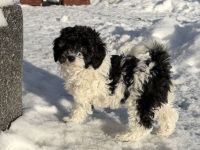 Bichonpoo Welpe (Hündin) mit Abstammungsnachweis