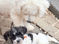 Bichonpoo Welpe (Hündin mit Abstammungsnachweis