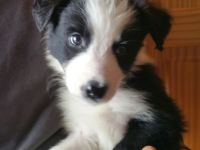Border Collie Welpen zu verkaufen