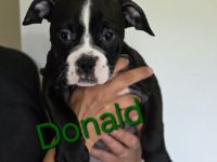 Continental Bulldoggen Welpen