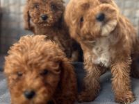 Toypudel/Zwergpudel suchen ihr Für-immer-Zuhause