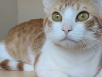 Melón, verspielt und menschenbezogen, wartet auf ein Für-Immer-Zuhause