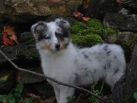 Sheltie Welpen Rüden und Hündinnen FCI